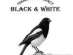   Black &amp; White -  