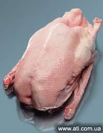��������� ���� Goose