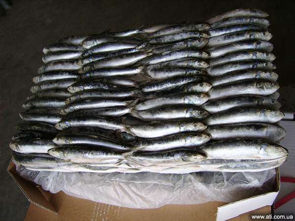 Sardinella Longiceps