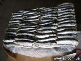 ��������� ���� Sardinella Longiceps