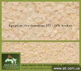 ��������� ���� egyptian camolino rice giza 177