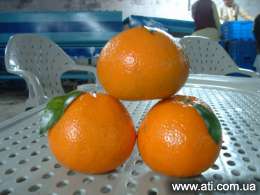 ��������� ���� Citrus Kinnow