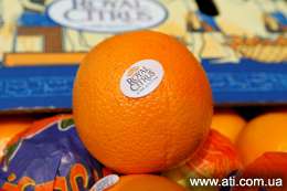 ��������� ���� ��������� Royal Citrus �����