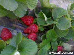 ��������� ���� Egyptian strawberry ���������� ����