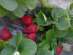 Egyptian strawberry ���������� ��������