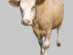 ShenMix Cattle 1%"    4 .  