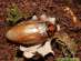 Продам Шеститочечные тараканы (Eublaberus distanti)