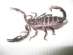 Продам скорпионы Heterometrus spinifer