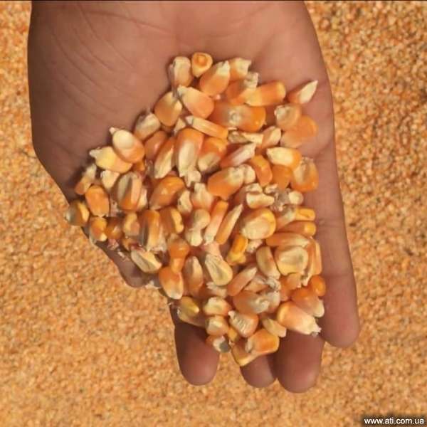 Grain Corn