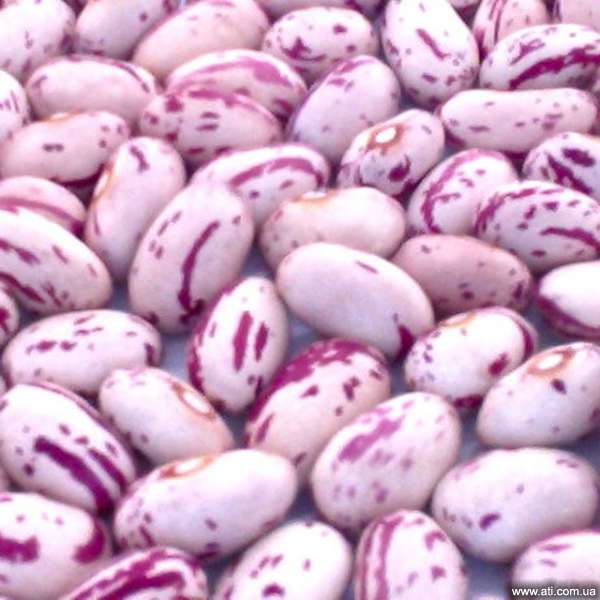 Pinto Or Mottled Beans