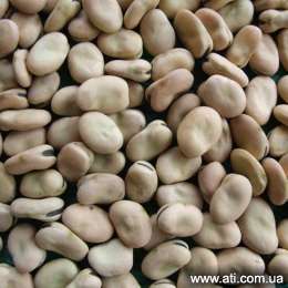   Broad Beans