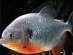 ������� (Serrasalmus gibbus)