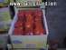 Egyptian Peppers