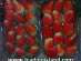 Egyptian Strawberry ���������� ��������