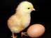 Куплю Инкубационное яйцо разных пород птиц