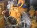 �������� �� �������, Komatsu, UNC, JCB, XCMG, Dressta, Cat