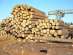  , Pine Logs, Pinus sylvestris, FOB, CIF