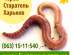 Маточное поголовье Червя Старателя. Разведение червей.
