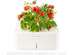 ����� ����� Smart Pot Click&Grow+�������� ��������-����� C&G