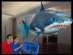 ��������� ����� " Air Swimmers Shark "