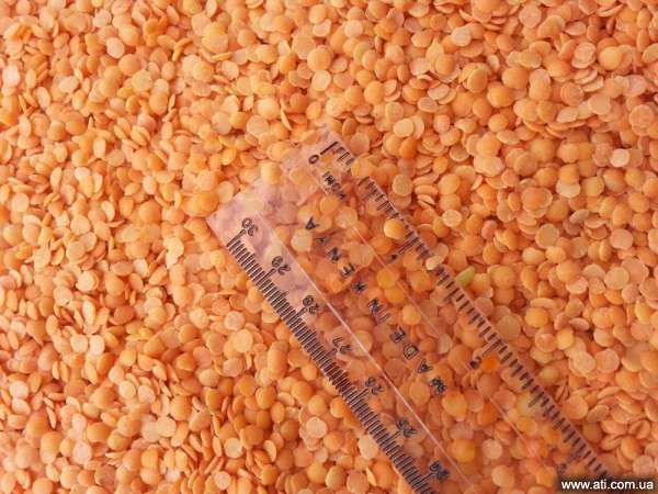 Red Lentils