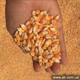   Grain Corn