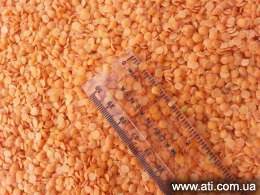   Red Lentils