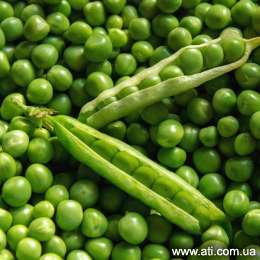   pea