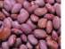 : Pink beans